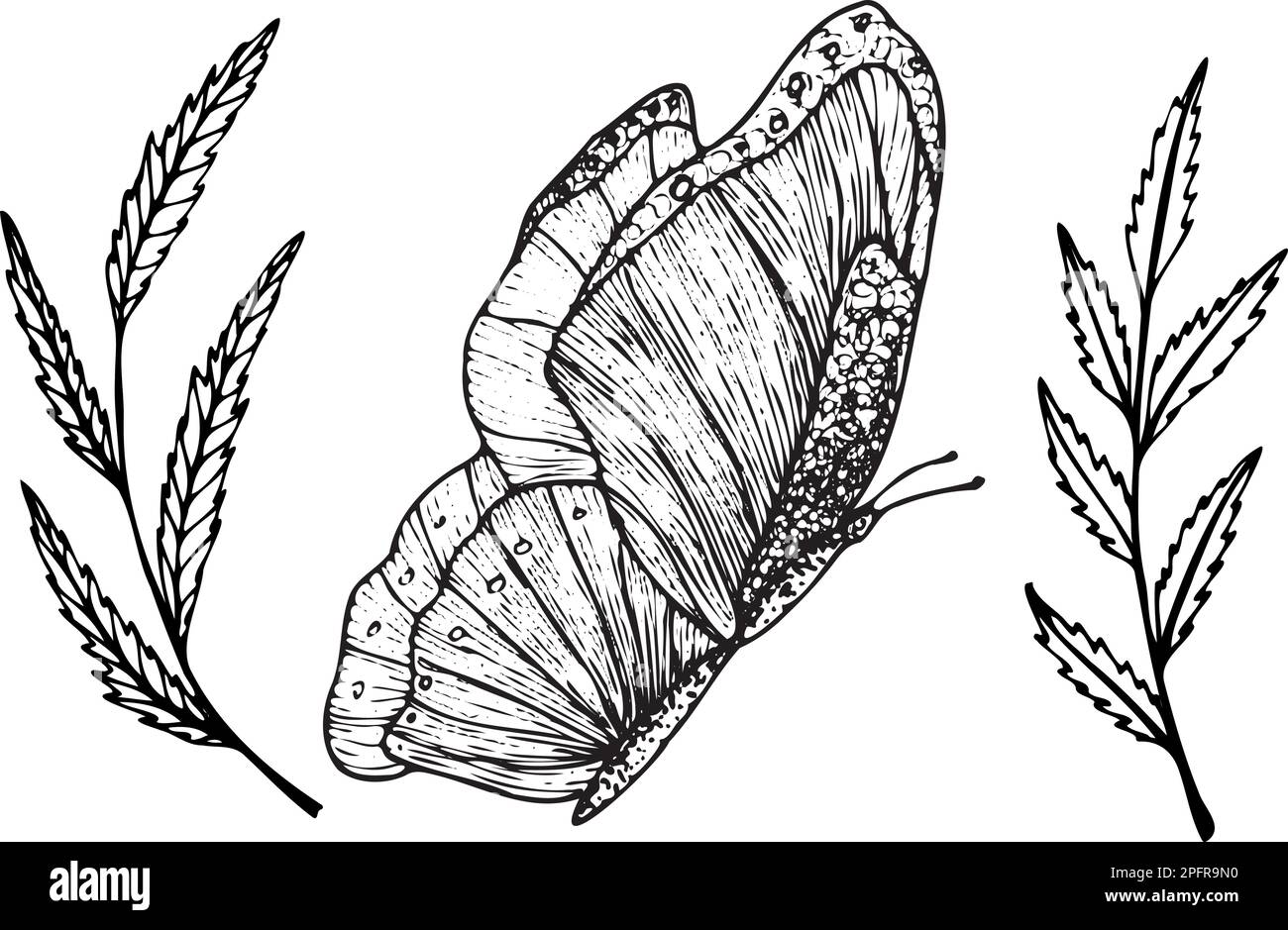Gli elementi vettoriali isolati si farfalla e si ramificano con bacche in stile schizzo. Elementi per loghi, design, stampa Illustrazione Vettoriale