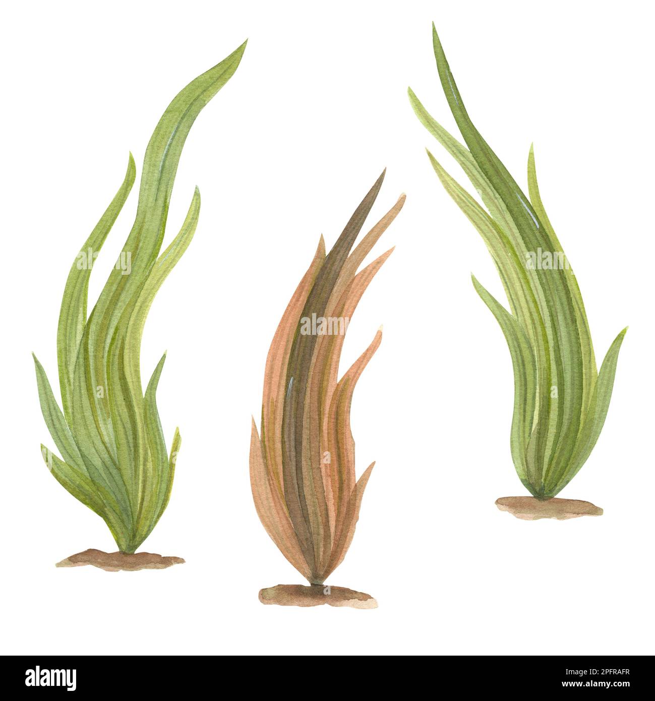 Acquerello illustrazione di un insieme di flora marina isolato su sfondo bianco. Stampa per design, biglietti, sfondo, menu, souvenir, arredamento, banner Foto Stock