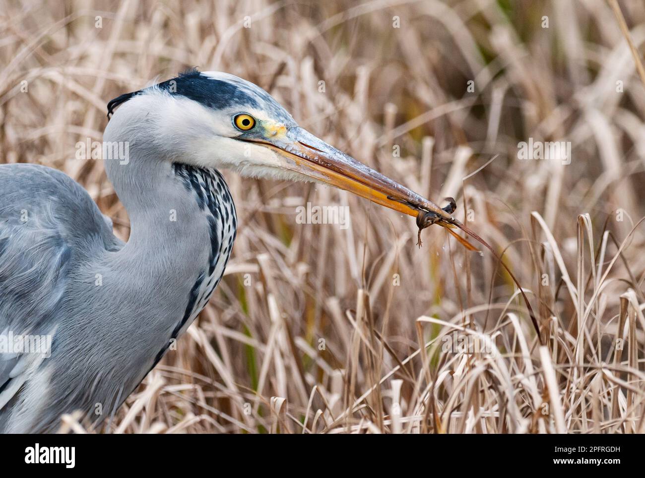 Berlino, Germania. 17th Mar, 2023. 16.03.2023, Berlino. Un airone grigio (Ardea cinerea), noto anche come airone, si trova nelle canne di uno stagno pesantemente cresciuto che tiene un novelletto nel suo becco, che ha appena catturato. L'airone ha catturato e mangiato nove novellino (Lissotriton vulgaris) nel piccolo biotopo in soli 20 minuti. Credit: Wolfram Steinberg/dpa Credit: Wolfram Steinberg/dpa/Alamy Live News Foto Stock