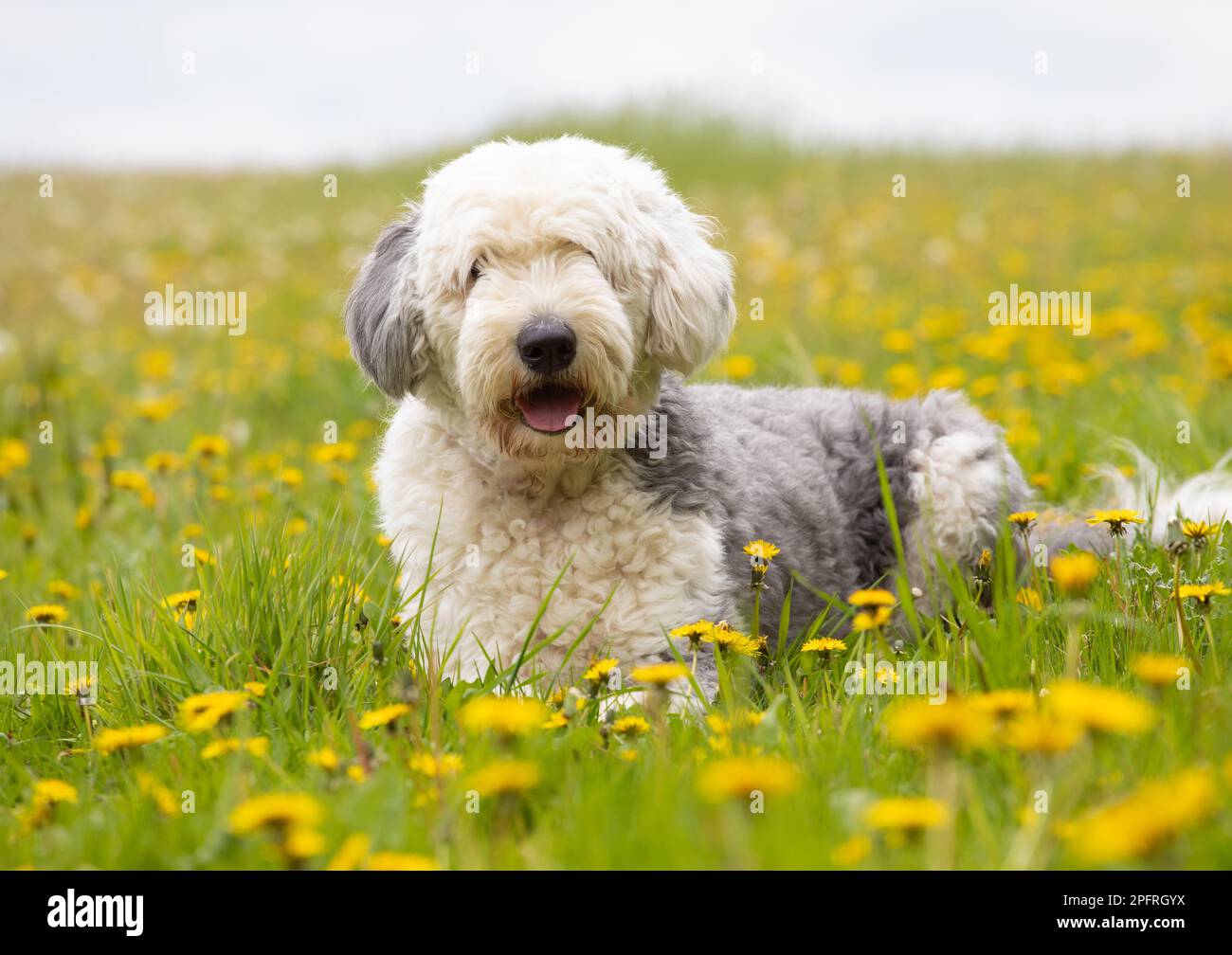 Happy Old English Sheep Dog in un prato con dente di leone con uno sfondo sfocato. REGNO UNITO Foto Stock