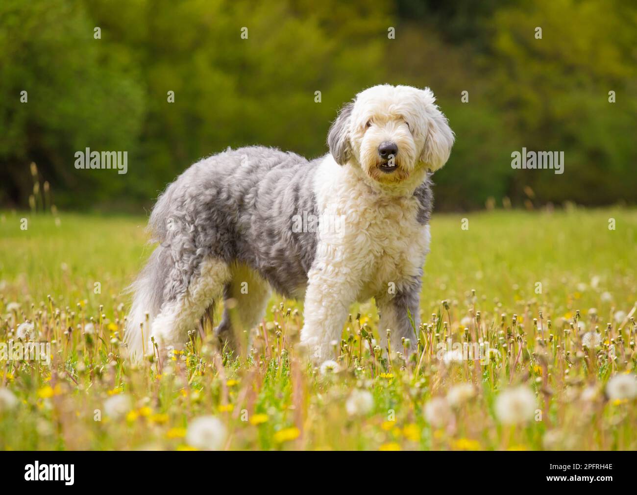 Happy Old English Sheep Dog in un prato con dente di leone con uno sfondo sfocato. REGNO UNITO Foto Stock