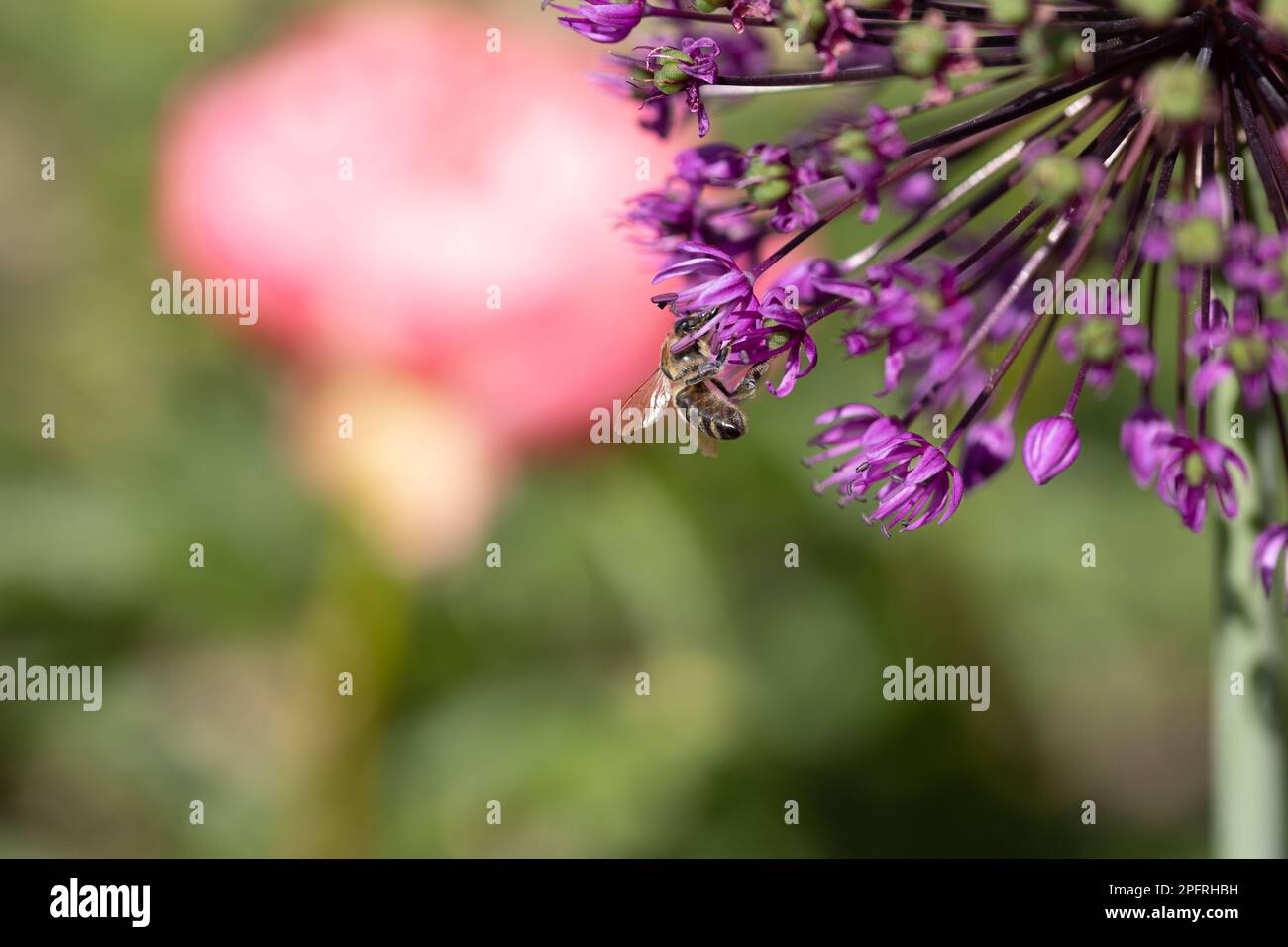 Primo piano di un'ape seduta su fiori di velluto allio lusitanicum per la raccolta Foto Stock