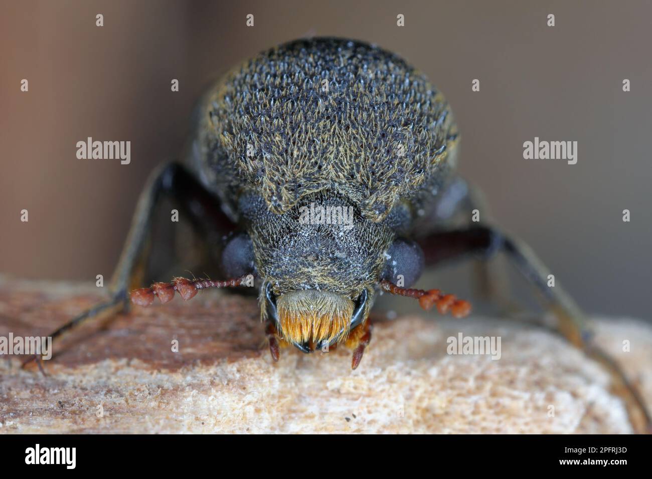 Il gheppio della famiglia dei Gheppidae è un uccello della famiglia dei Gheppidae. Beetle nativo in Asia. Foto Stock