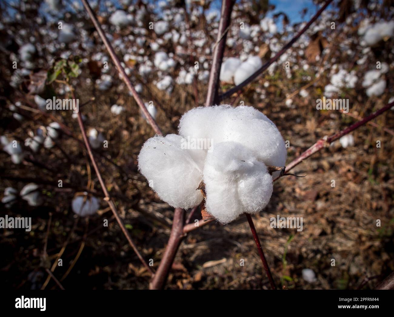 Il cotone è una fibra di fiocco morbida e soffice che cresce in un boll, o custodia protettiva, intorno ai semi delle piante di cotone del genere Gossypium nel ma Foto Stock