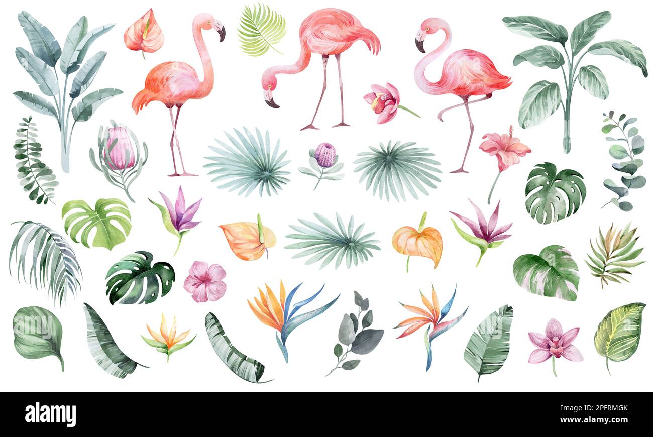 Set di illustrazioni floreali acquerello. Collezione di elementi floreali, verdi - per mazzi, corone, composizioni, inviti di nozze Foto Stock