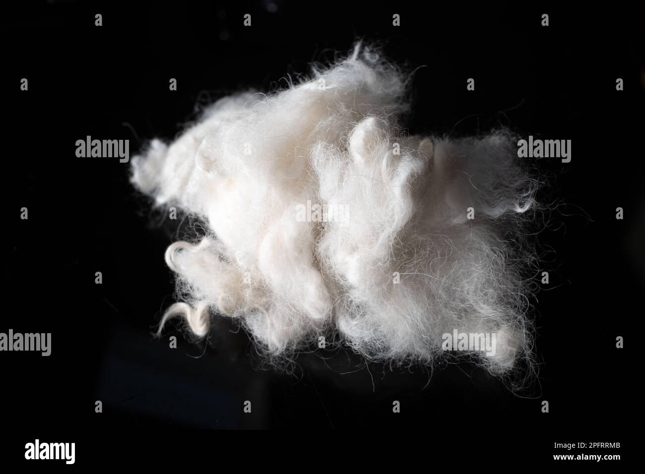 Questa foto ravvicinata cattura la texture unica e soffice dei capelli di un normale barile, con una palla di pelliccia bianca appoggiata contro un incredibile backgrou nero Foto Stock