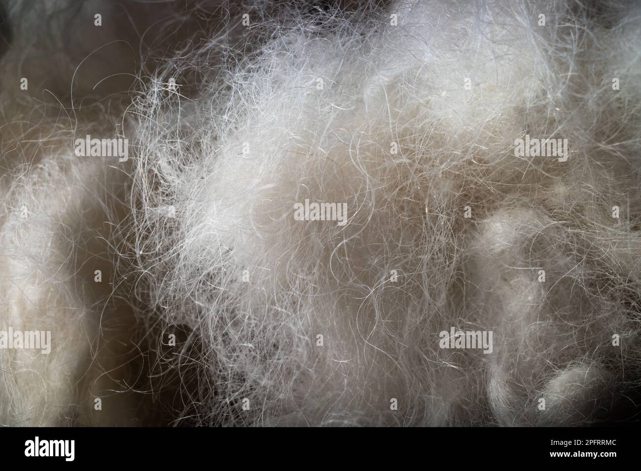 Questa foto ravvicinata cattura la texture unica e soffice dei capelli di un normale barile, con una palla di pelliccia bianca. La razza dei poodle è nota per il suo di Foto Stock