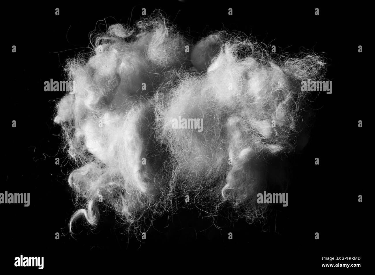 Questa foto ravvicinata cattura la texture unica e soffice dei capelli di un normale barile, con una palla di pelliccia bianca appoggiata contro un incredibile backgrou nero Foto Stock