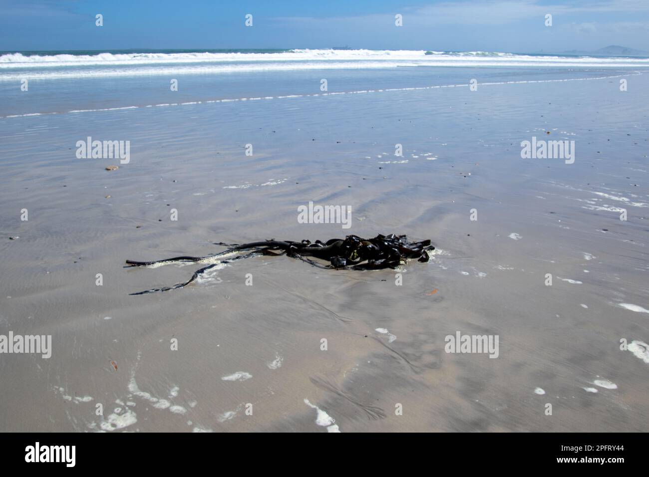 Il kelp si è lavato su una spiaggia sabbiosa all'aperto Foto Stock