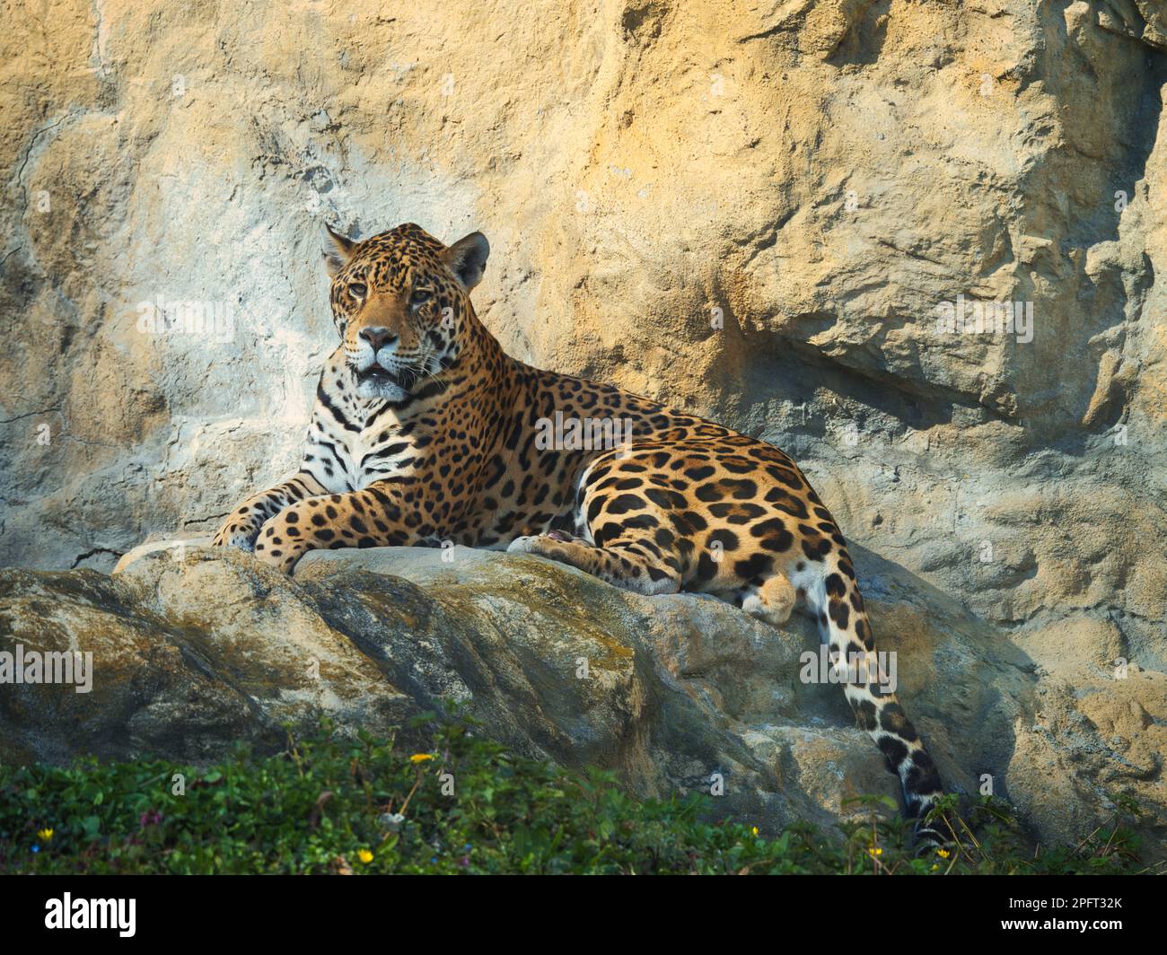 Jaguar che riposa su una sporgenza rocciosa alla luce calda del sole e guarda verso la fotocamera, mostrando il suo mantello maculato e la lunga coda Foto Stock