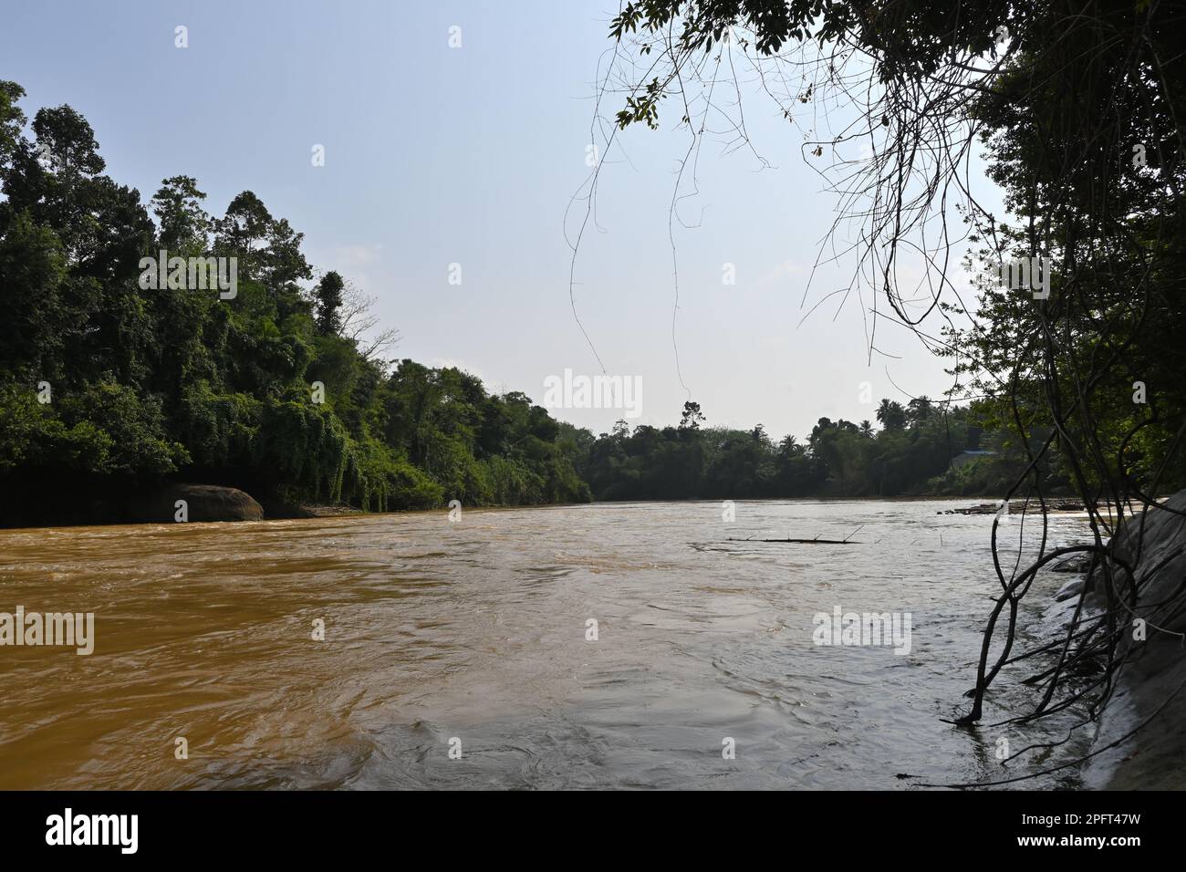 L'acqua di colore marrone scuro fangoso del fiume Kalu Ganga sta scorrendo via, vista dalla riva del fiume. Con steli di vite e foglie di albero in primo piano Foto Stock