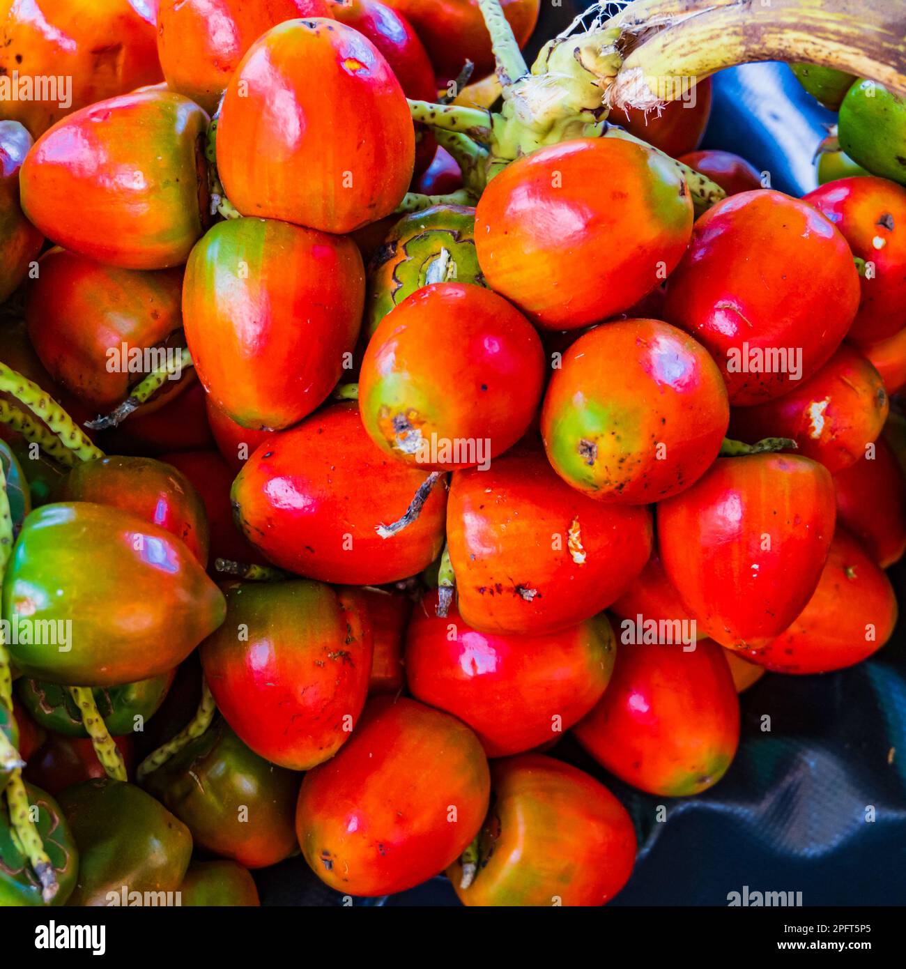 Persimmons rosso arancio per la vendita su vite al mercato del coltivatore in Jaco, Costa Rica Foto Stock