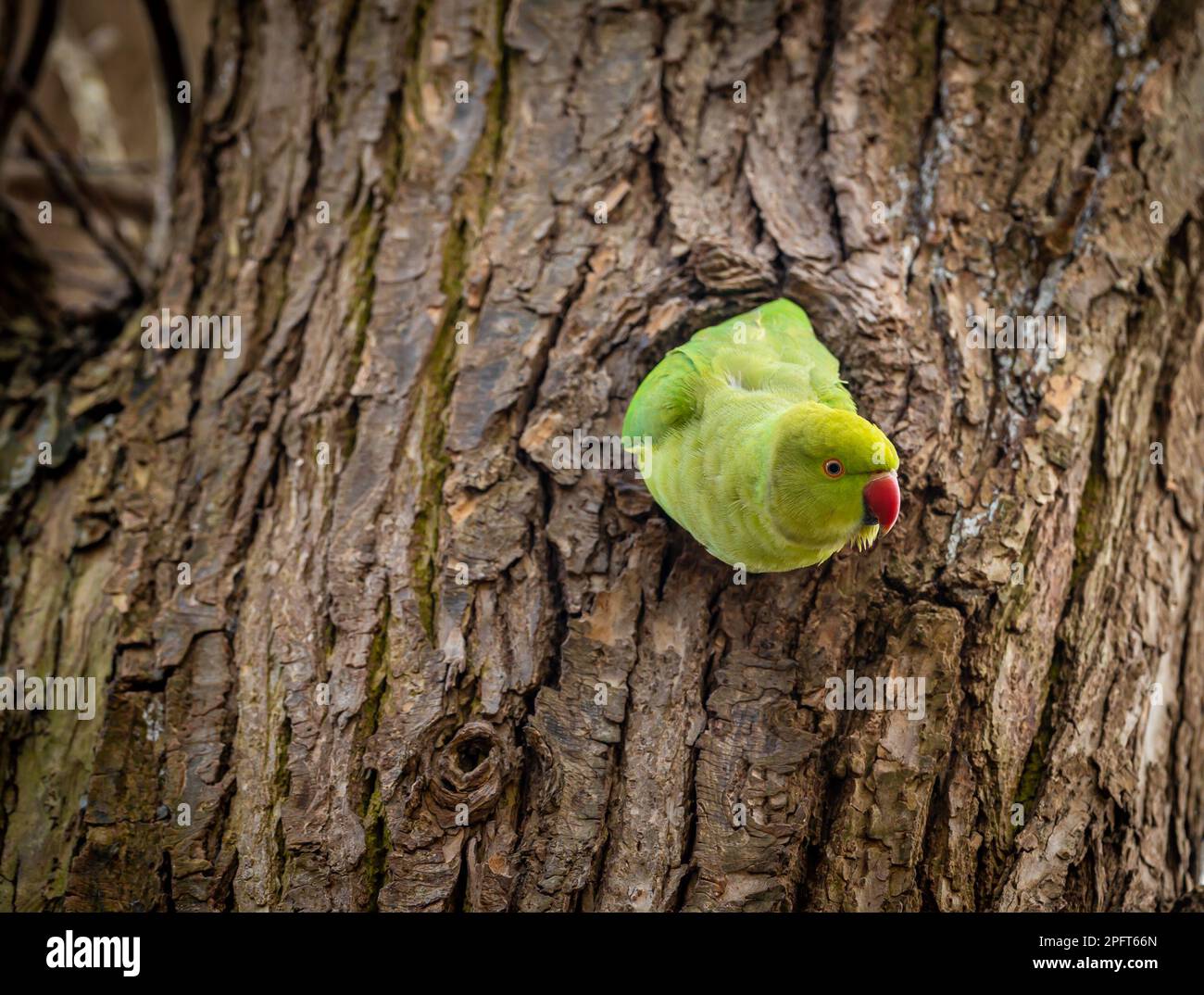 Il pappagallo dalle rose sbirciando dal buco dell'albero di Amsterdam, pappagallo colorato di medie dimensioni conosciuto anche come pappagallo con collo ad anello Foto Stock