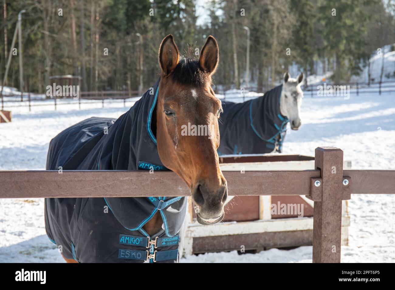 Coperta che indossa cavalli in corallo innevato o paddock nel distretto Ruskeasuo di Helsinki, Finlandia Foto Stock