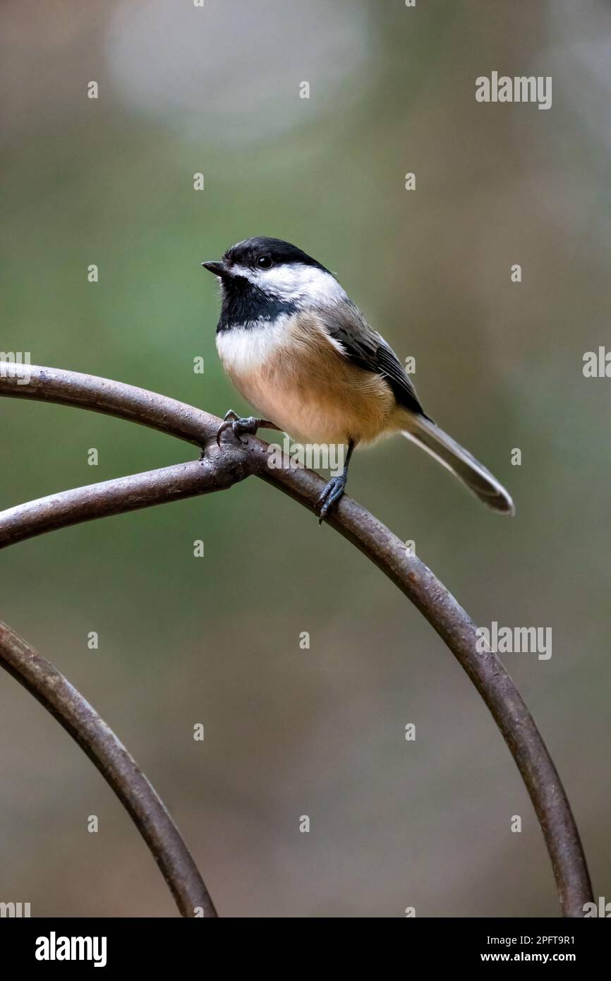 Issaquah, Washington, Stati Uniti. Chickadee con cappuccio nero arroccato su un trellis decorativo in metallo Foto Stock