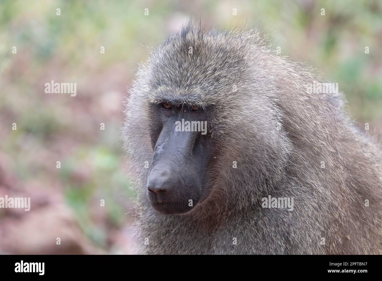 Baboon di olive (Papio anubis), ritratto animale, Parco Nazionale del Lago Manyara, Tanzania Foto Stock