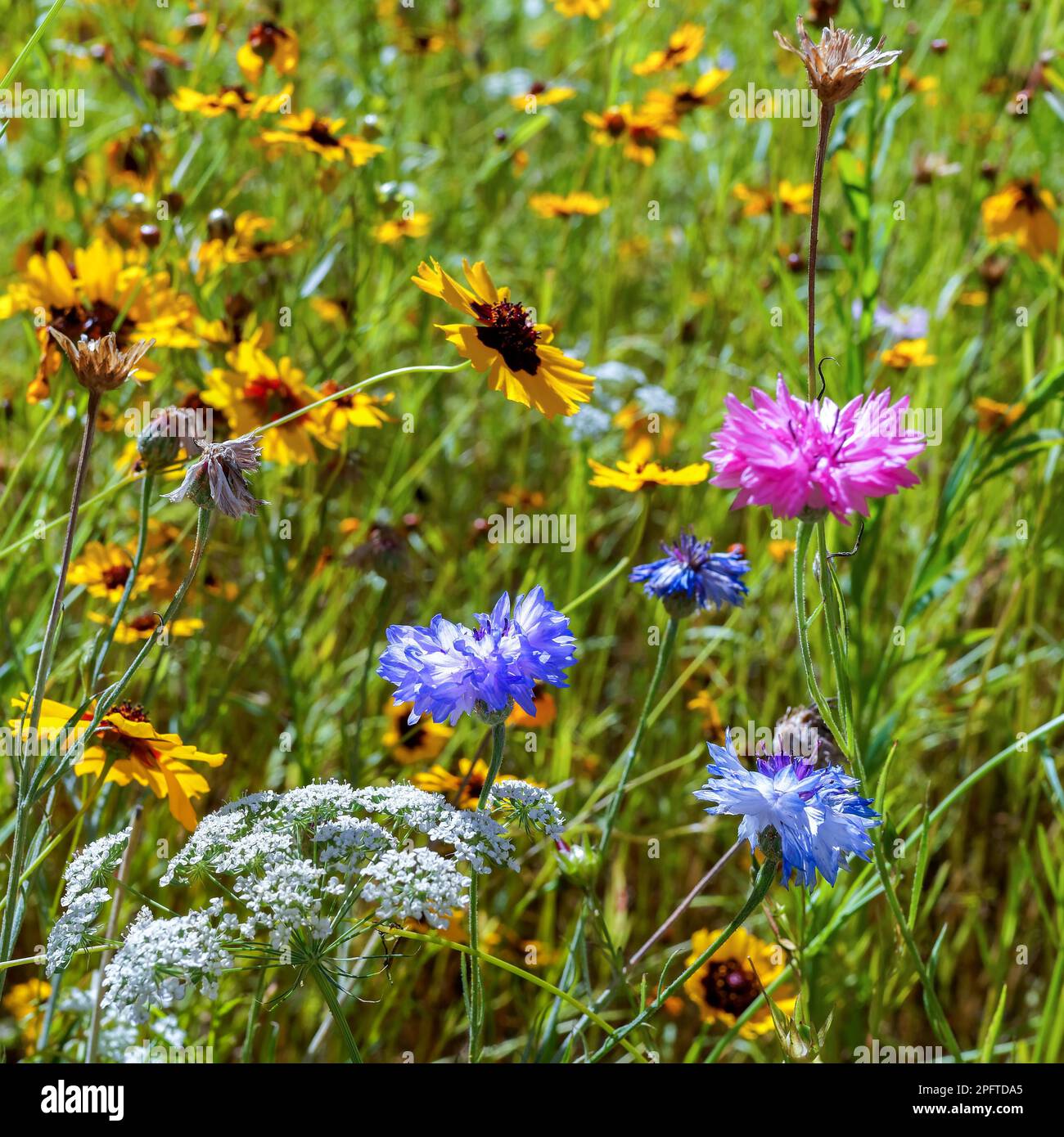 Fiori in un giardino inglese Foto Stock