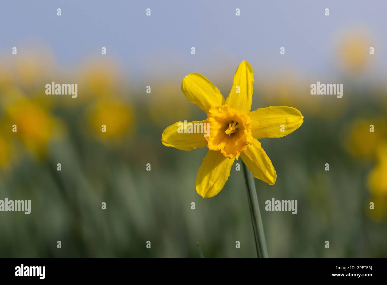 Primo piano di un daffodil in un campo del Galles. Foto Stock