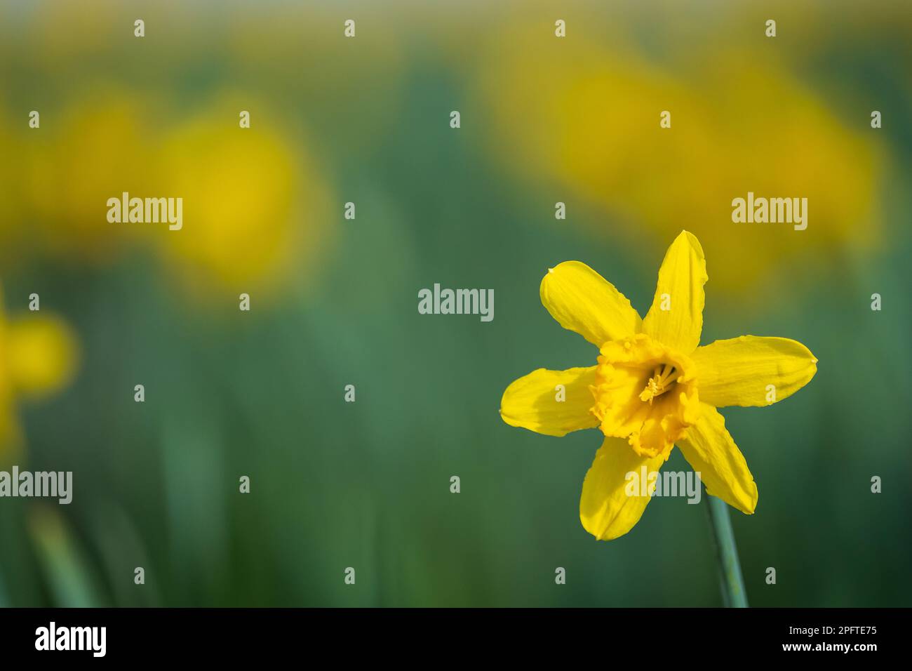 Primo piano di un daffodil in un campo del Galles. Foto Stock