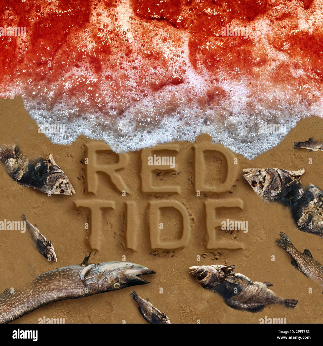 Marea rossa come alligale nocivo fiorisce come un avviso spiaggia con tossina naturale pericolosa nell'oceano o tossinconcetto di mare per tossico naturale mortale Foto Stock
