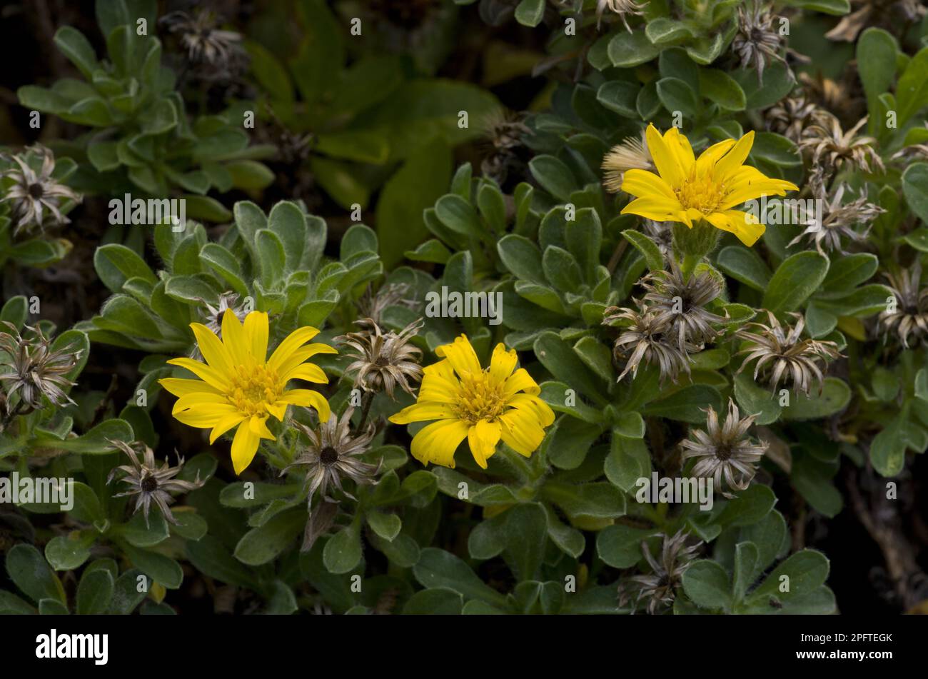 Il Falso Golden-aster di Bolander (Heterotheca sessiliflora ssp. Bolanderi) fioritura, utricularia ocroleuca (U.) (U.) S. A Foto Stock