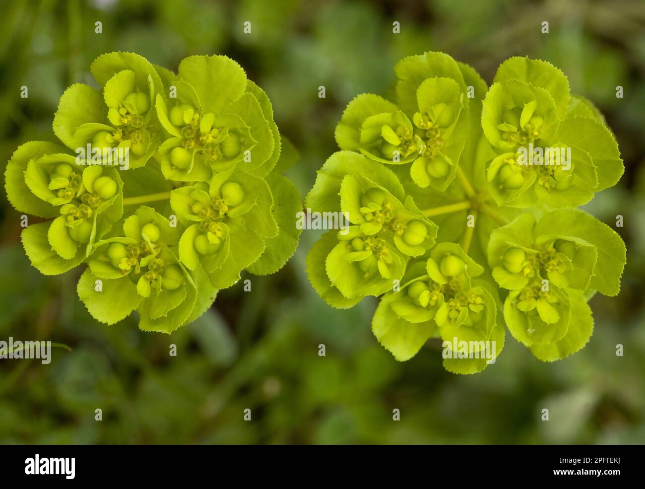 Sun SPURGE (Euphorbia helioscopia), Sun SPURGE close-up di umbel e penisola del Gargano, Puglia, Italia Foto Stock
