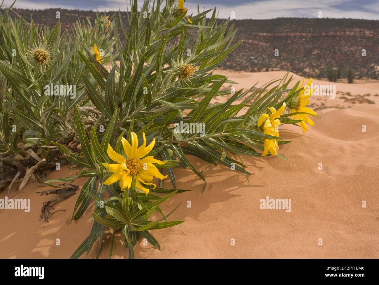 Fioritura dei muletieri di Badlands (Scabrethia scabra ssp. Attenuata) coltivando su un habitat di dune di sabbia, Coral Pink Sand Dunes state Park, utricularia Foto Stock