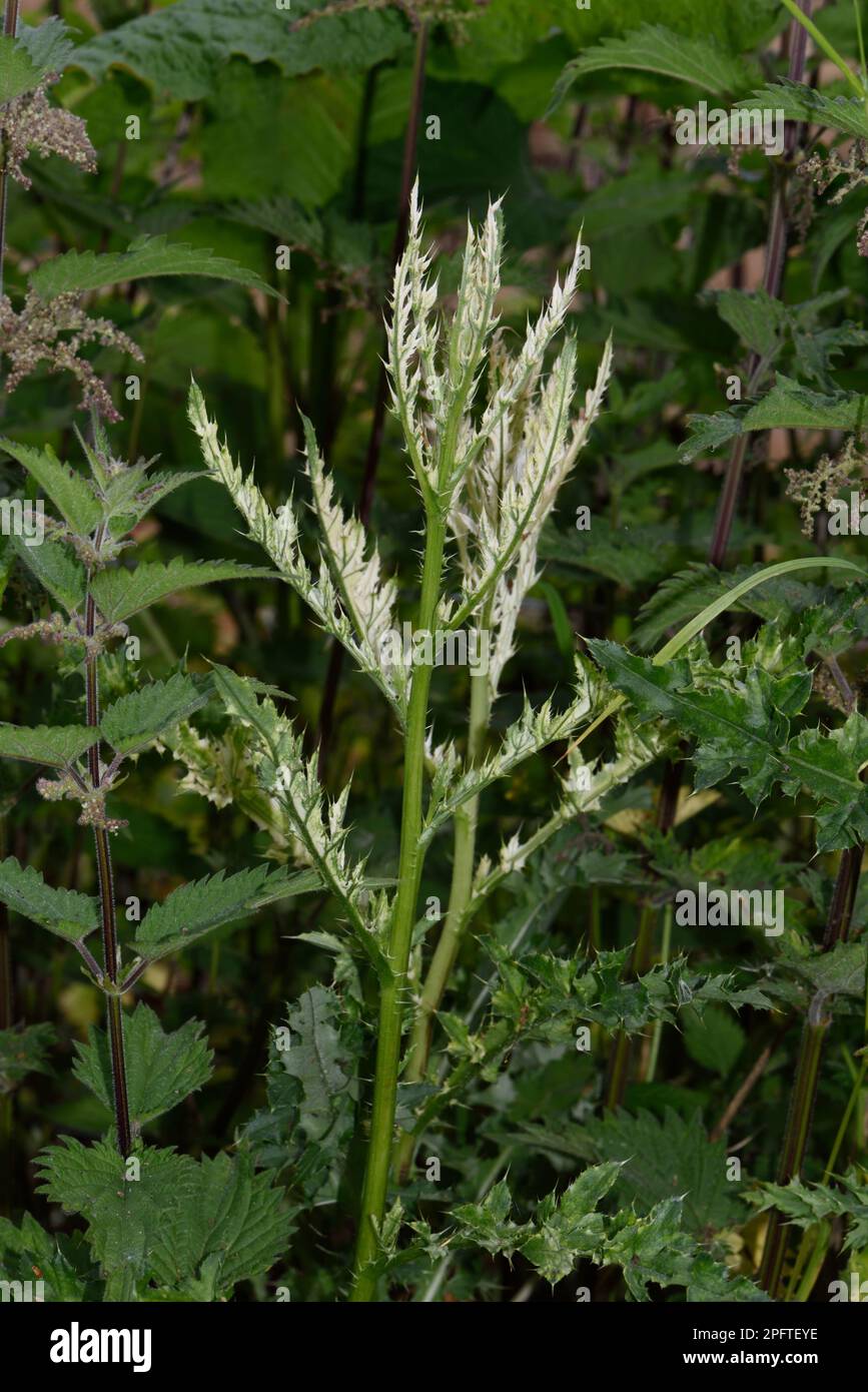 Foglie bianche, clorosi di cardo strisciante (Cirsium arvense) causata da una malattia batterica, Pseudomonas syringae pv tagetis, Berkshire, Inghilterra Foto Stock