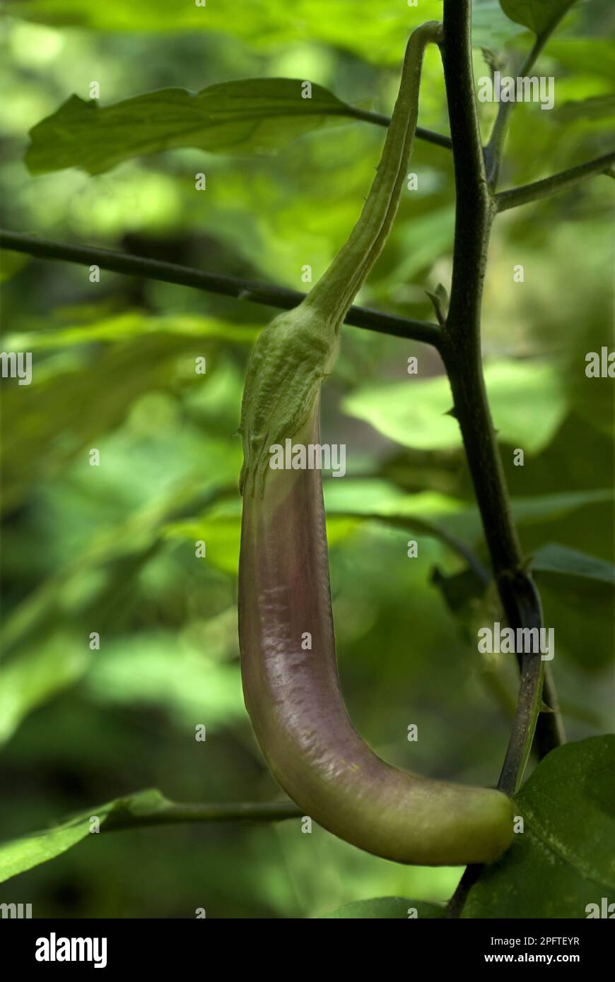 Melongina di Solanum, pianta di uovo (melongena di Solanum), pianta di uovo, famiglia di nightshade, frutto di sviluppo di melanzane, Trivandrum, Kerala, India Foto Stock