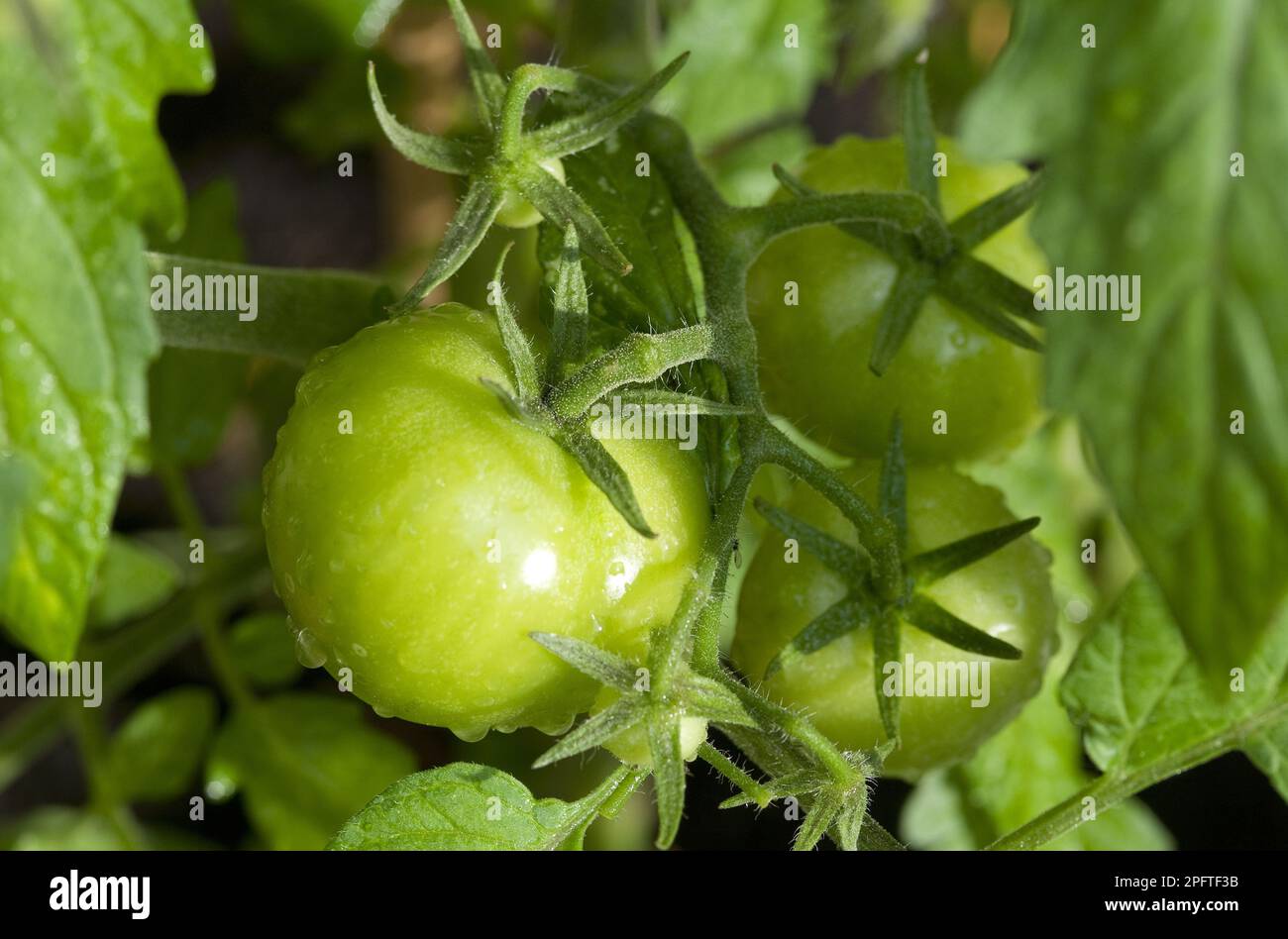 Pomodoro (Solanum sp.) Primo piano di frutta verde non matura, coltivata in Growbag, Norfolk, Inghilterra, Regno Unito Foto Stock