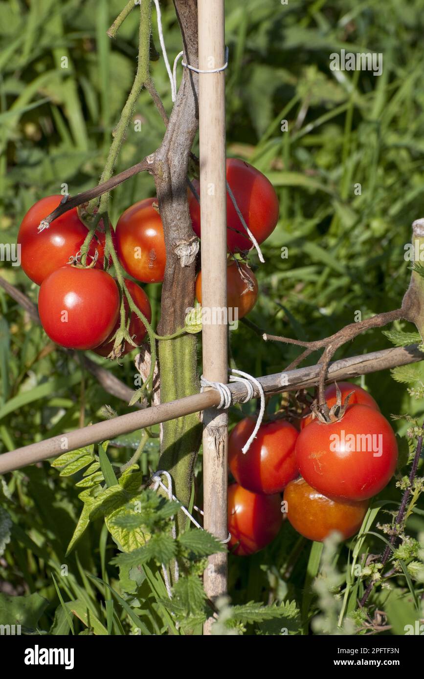 Pomodoro (Solanum sp.) Frutto maturo, coltivato su supporto di telaio di canna in giardino di allotment, Norfolk, Inghilterra, Regno Unito Foto Stock