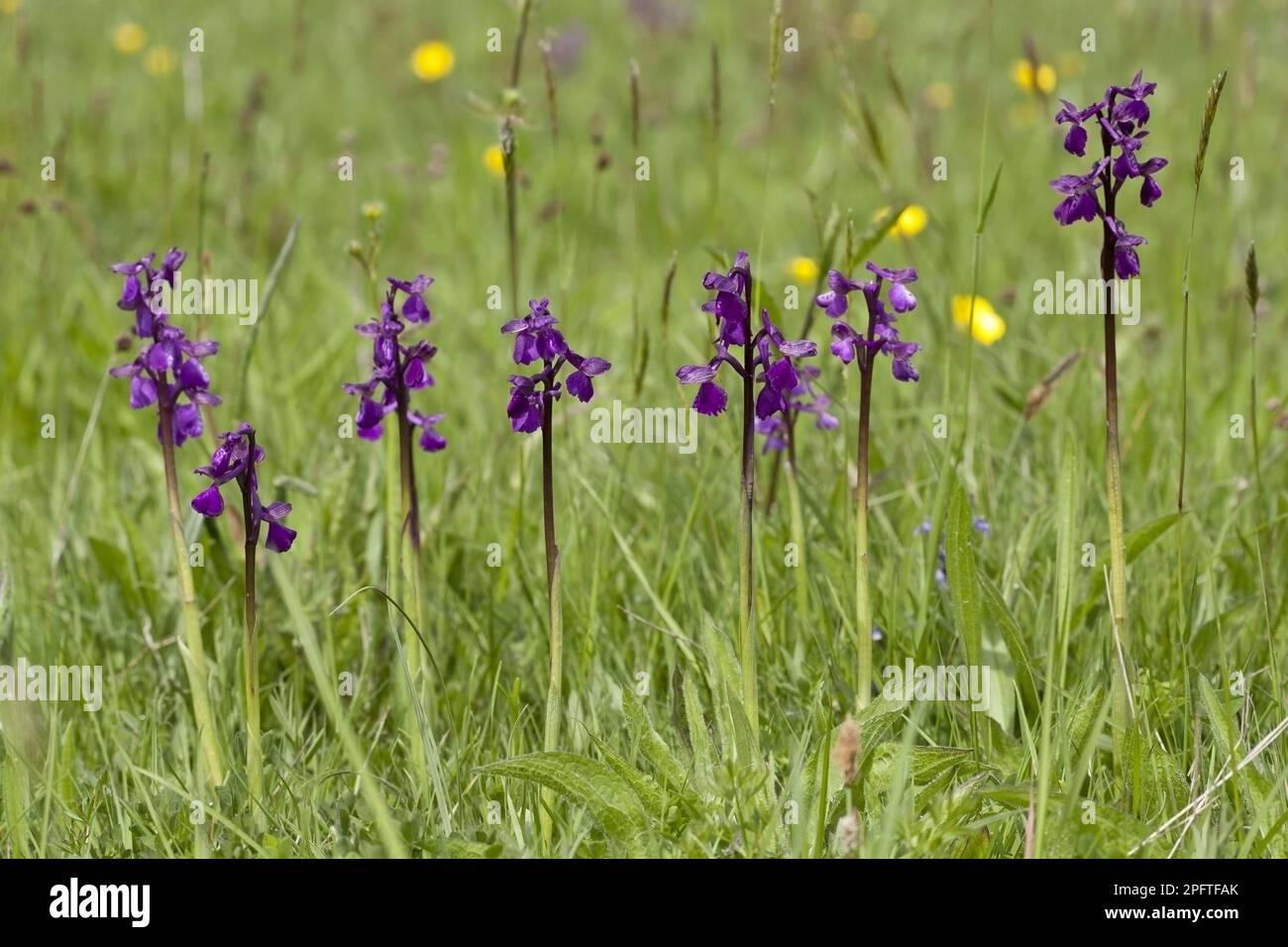 Orchidea fiorita ad alette verdi (Orchis morio) che cresce in un prato di fieno, Marden Meadows, Kent, Inghilterra, Regno Unito Foto Stock