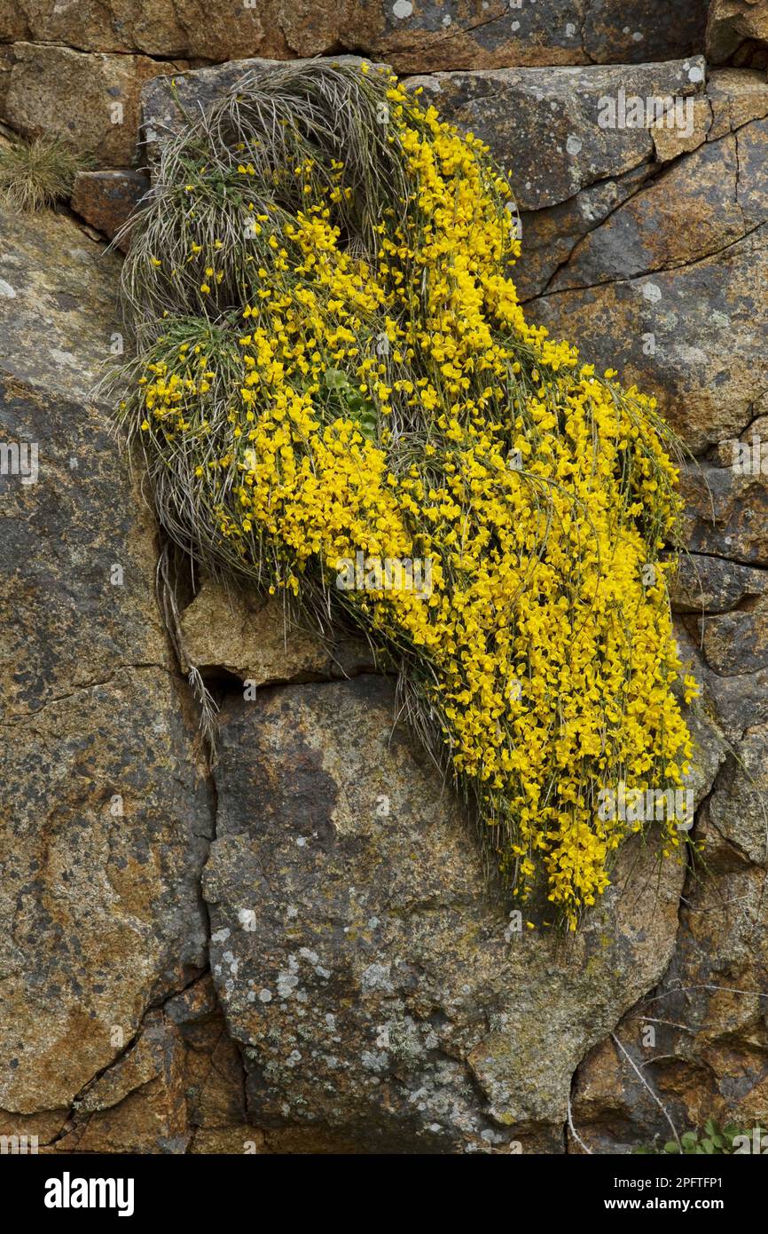 Ginestra prostrata (Cytisus scoparius ssp) (maritimus) fiori, cresce sulle rocce, Jersey, Isole del canale Foto Stock