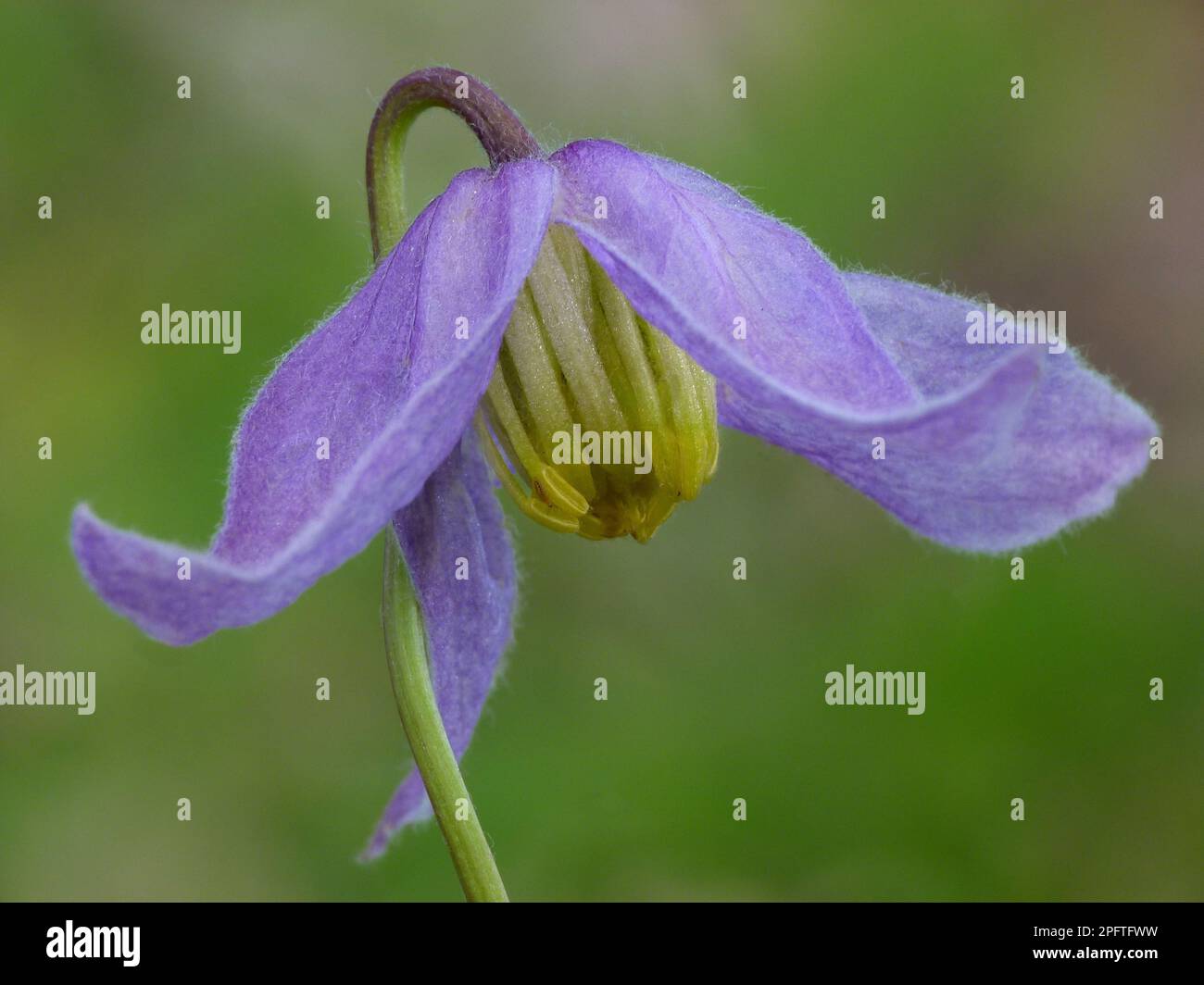 Clematis blu (Clematis occidentalis) primo piano di fiori, coltivati in foreste di conifere, Bryce Canyon N. P. utricularia ocroleuca (U.) (U.) S. A Foto Stock