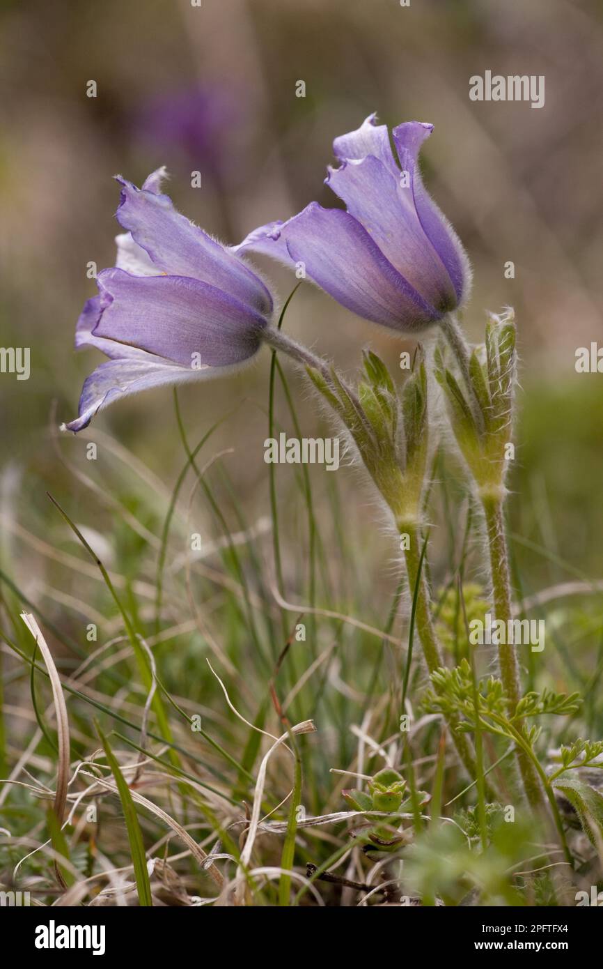 Cowslip, Pasqueflower, Ranunculaceae, Violet Pasqueflower (Pulsatilla violacea) fioritura, Gran Caucaso, Georgia, primavera Foto Stock