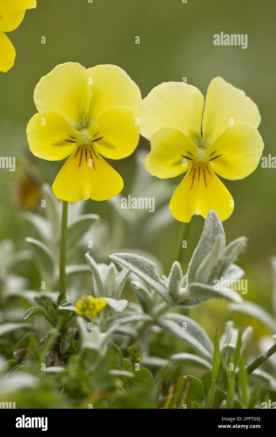 La pasia di Eugenia (Viola eugeniae) in fiore, Abruzzo N. P. Appennini, Italia Foto Stock