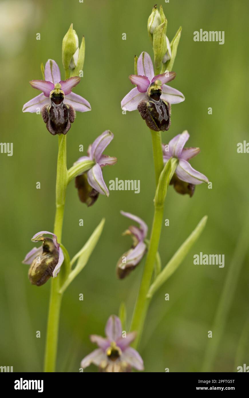 Fioritura aveyron ragwort (Ophrys aveyronensis), Valle di Cernon, Massiccio Centrale, Francia Foto Stock