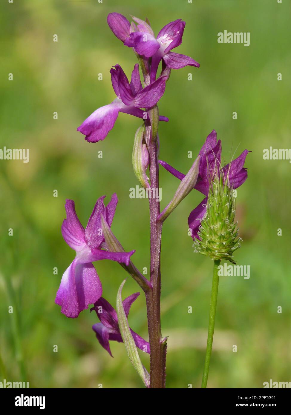 Fiorito Loose-Flowered Orchid (Orchis laxiflora) flowerspike, che cresce in paludi, Peloponesos, Grecia meridionale Foto Stock