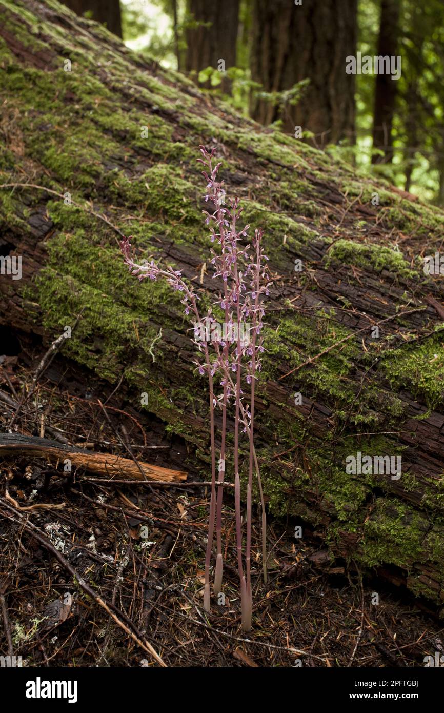 Corallroot occidentale (Corallorhiza mertensiana) fioritura, che cresce in un'antica foresta di conifere, Washington (U.) S. A. Foto Stock