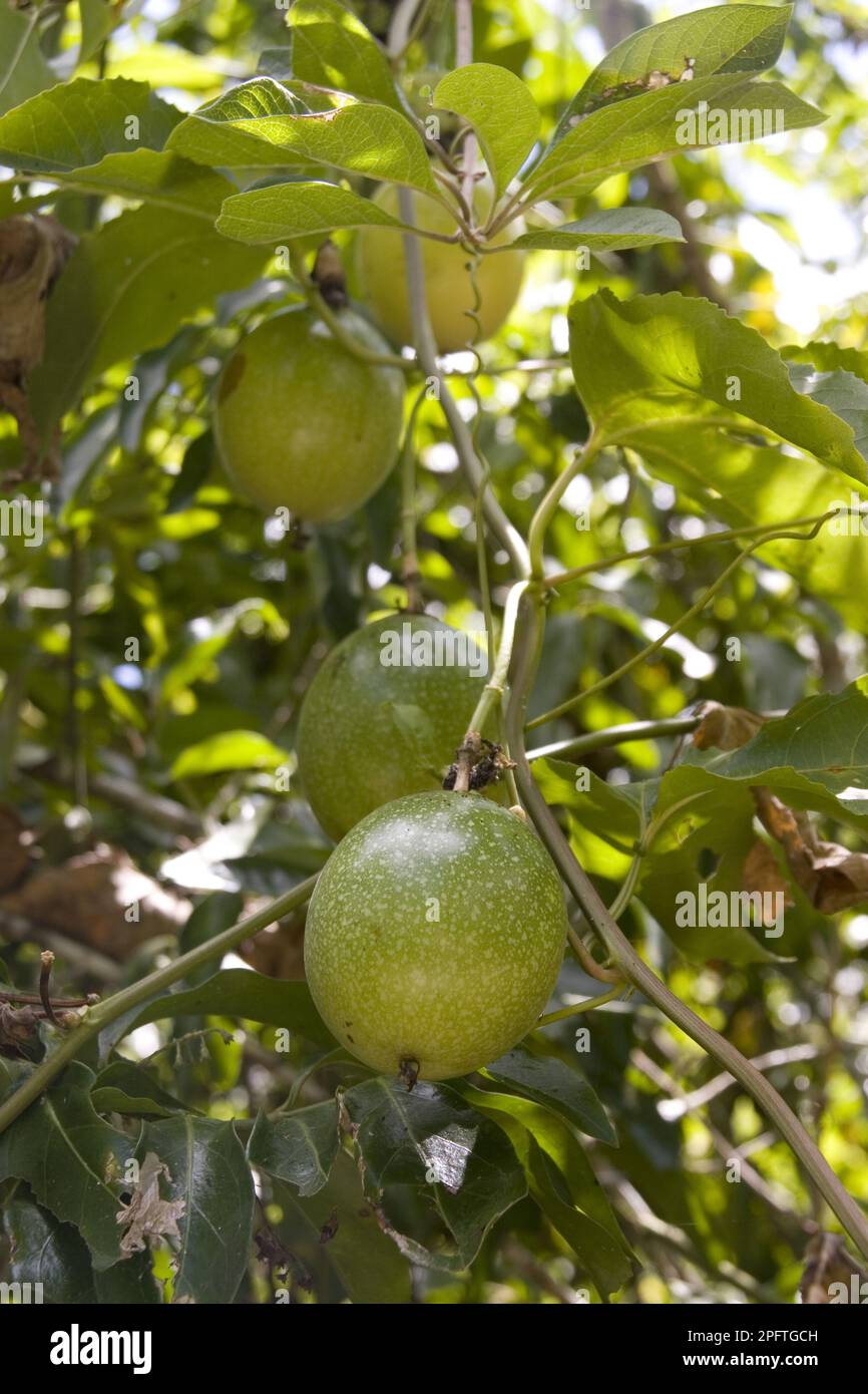 Frutto della passione (Passiflora edulis), frutto della passione, maracuja, famiglia di fiori della passione, frutto della passione Foto Stock