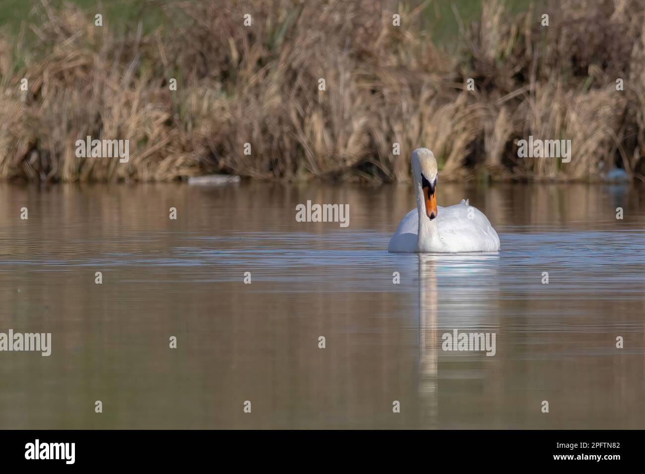 Il White Swan nuotare in un lago Foto Stock