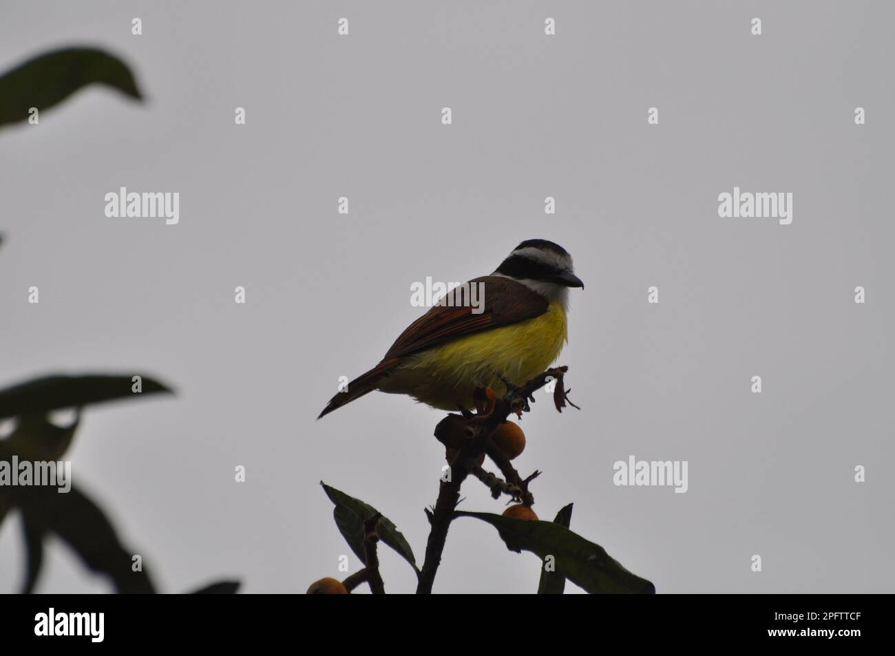 Grande Kiskadee in cima ad un ramo di albero Foto Stock