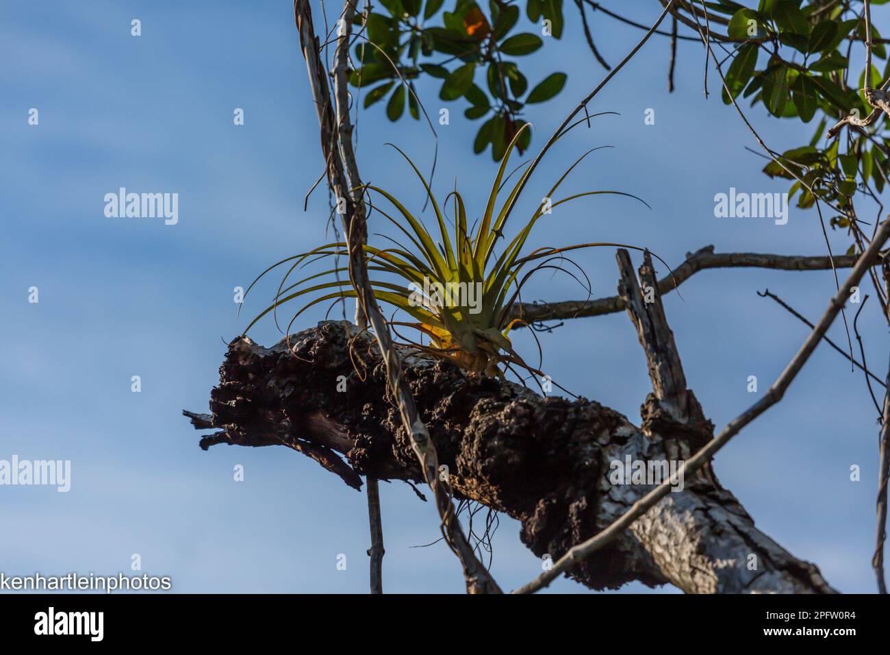 Una pianta di aria che cresce su esso è ospite. Questi sono abbastanza comuni negli Stati Uniti sudorientali e in Messico. La maggior parte delle specie di Tillandsia sono epifiti – che t Foto Stock