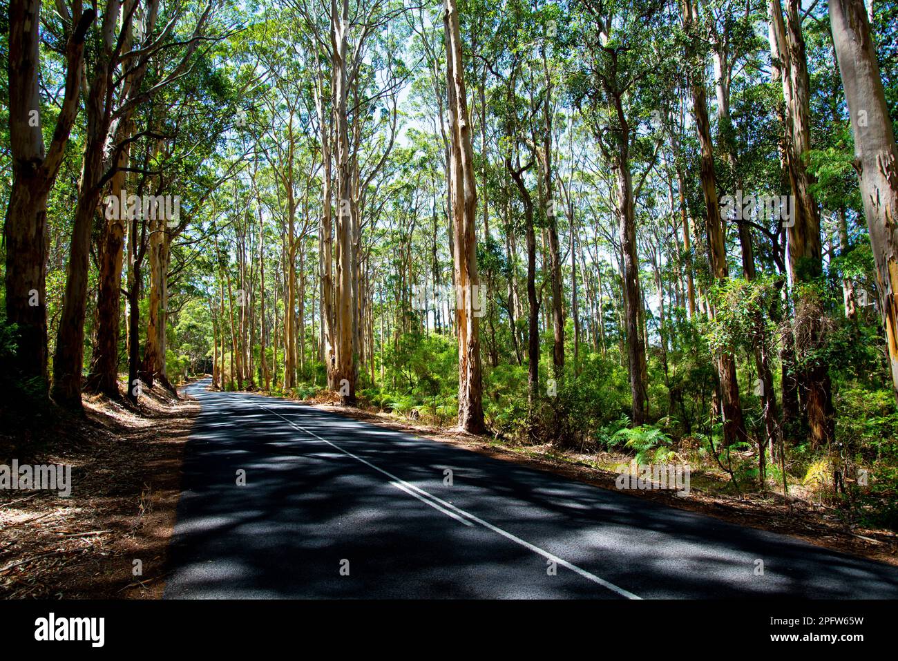 Caves Road - Margaret River - Australia Occidentale Foto Stock