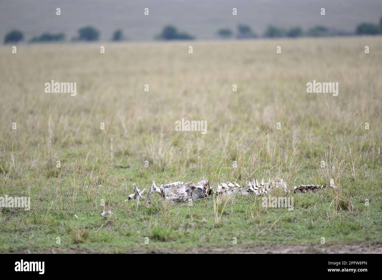 Vita e morte nell'epica Masai Mara, Narok Kenya KE Foto Stock