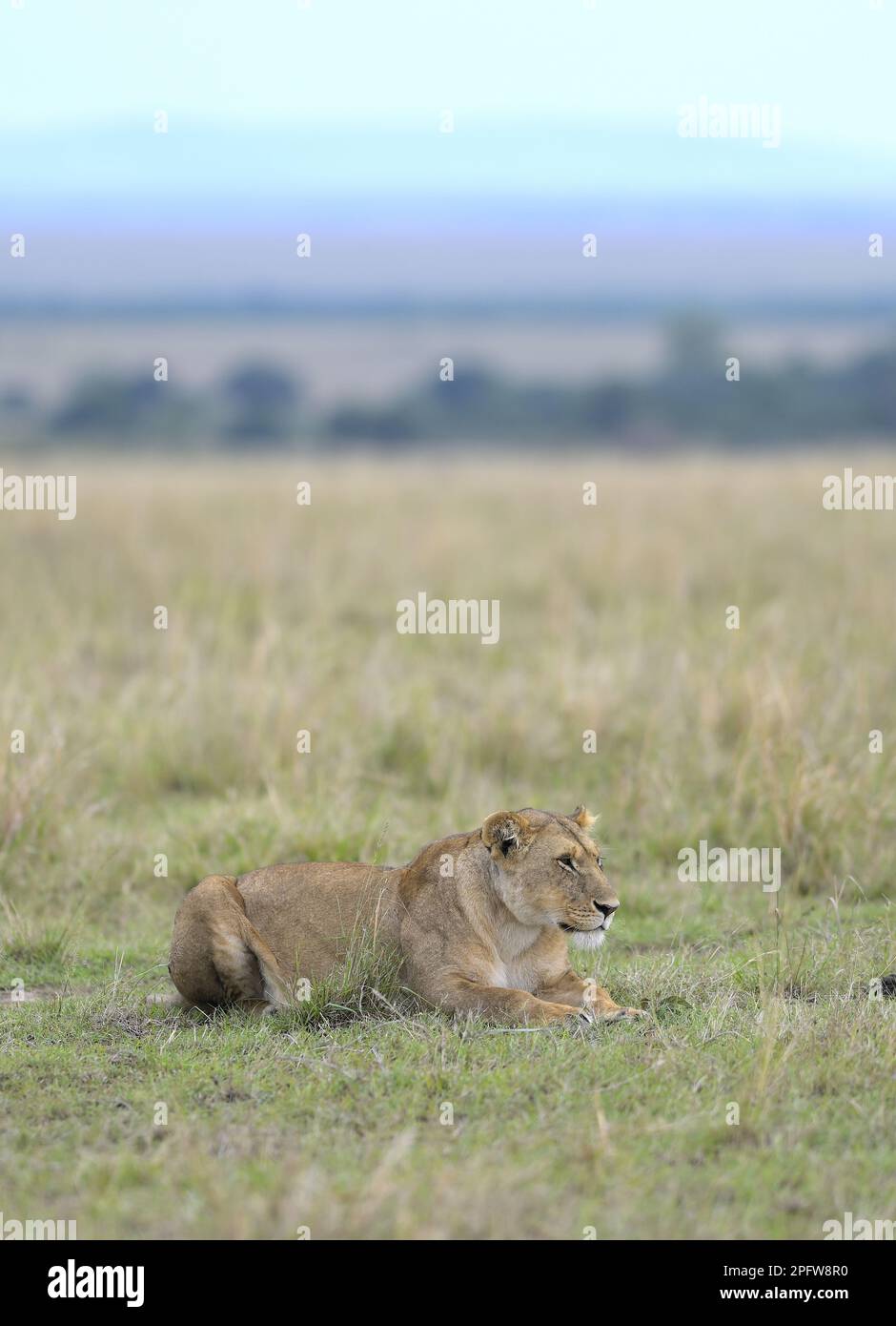 Una sonnolenta Lionessa (Panthera leo) che uccide l'epico Masai Mara, Narok Kenia KE Foto Stock