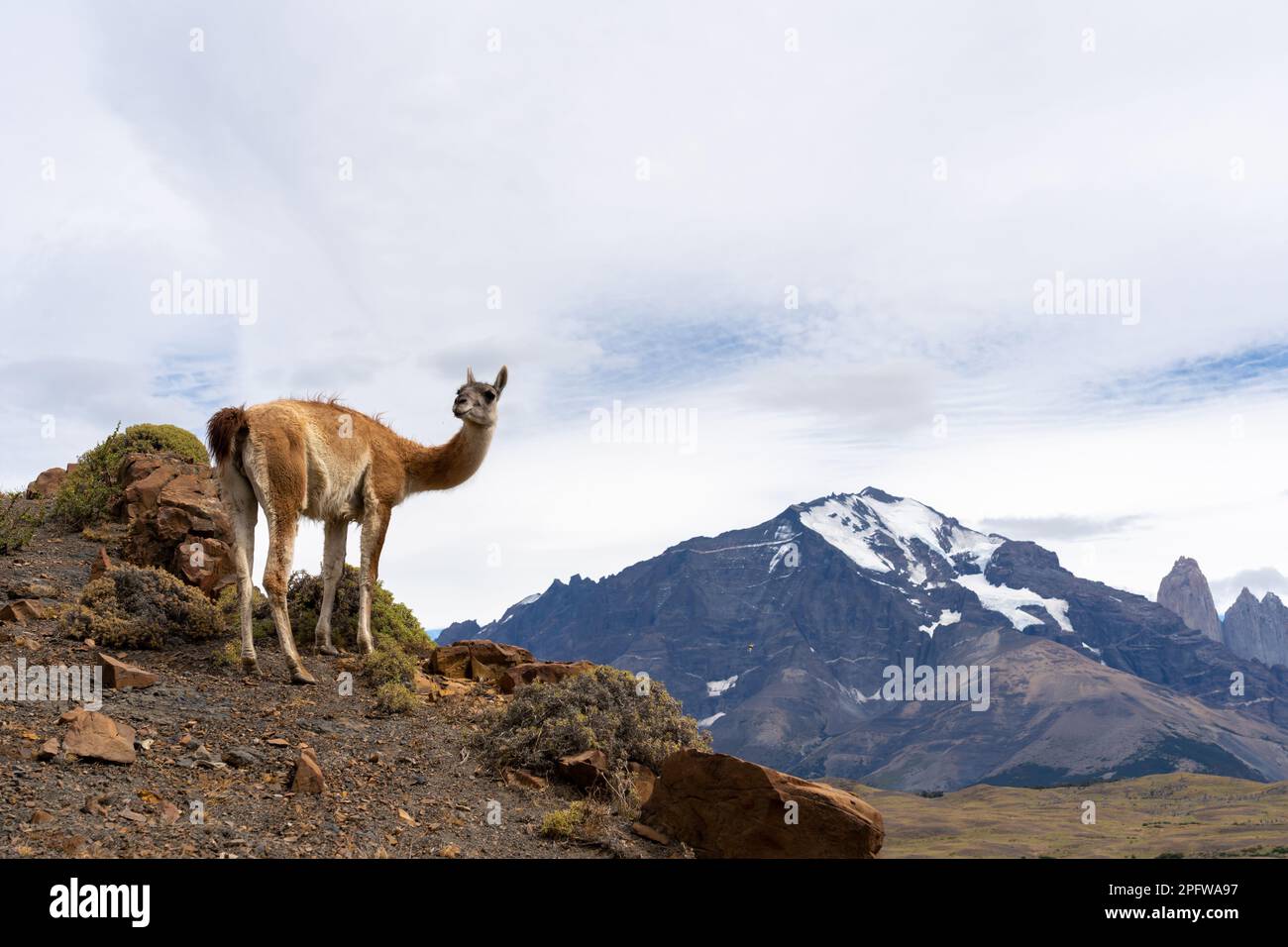 Un Guanaco in piedi sulla collina con le montagne sullo sfondo nel Parco Nazionale Paine, Cile. Foto Stock