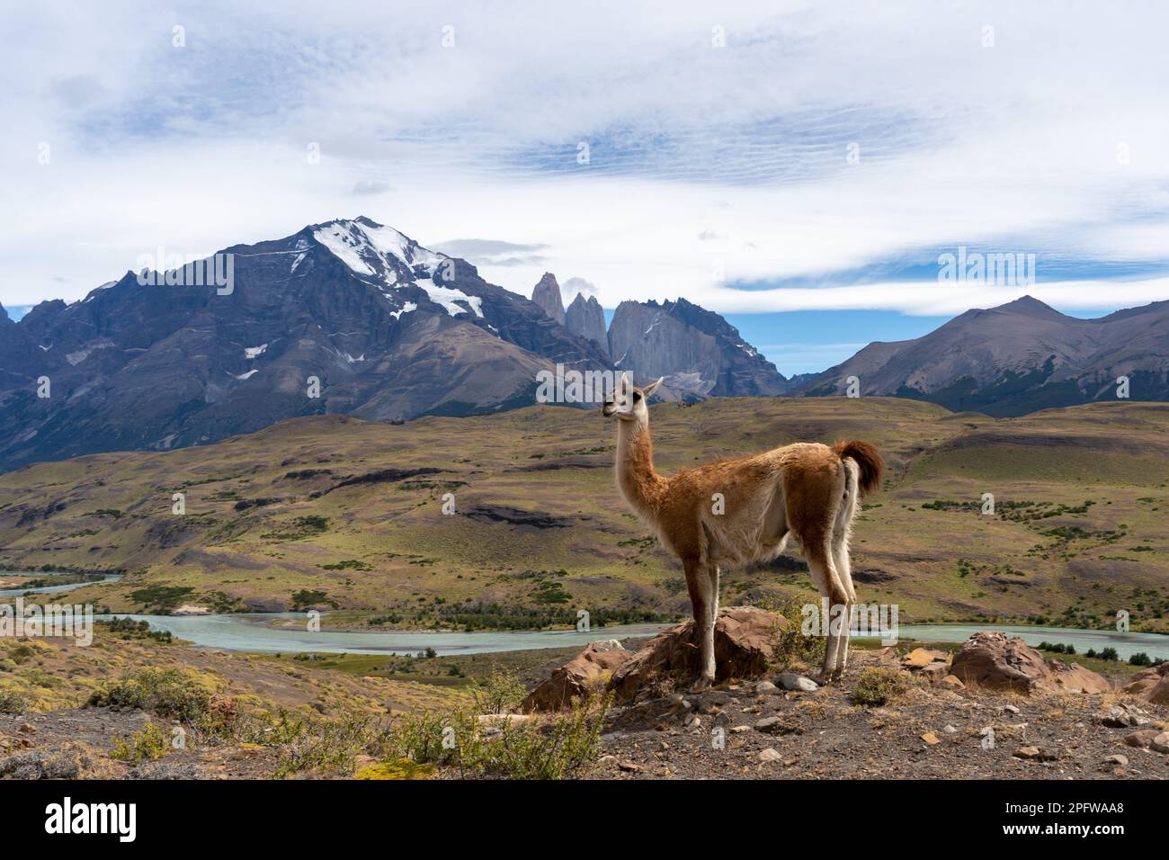 Un Guanaco in piedi sulla collina con le montagne e un fiume sullo sfondo nel Parco Nazionale Paine, Cile. Foto Stock