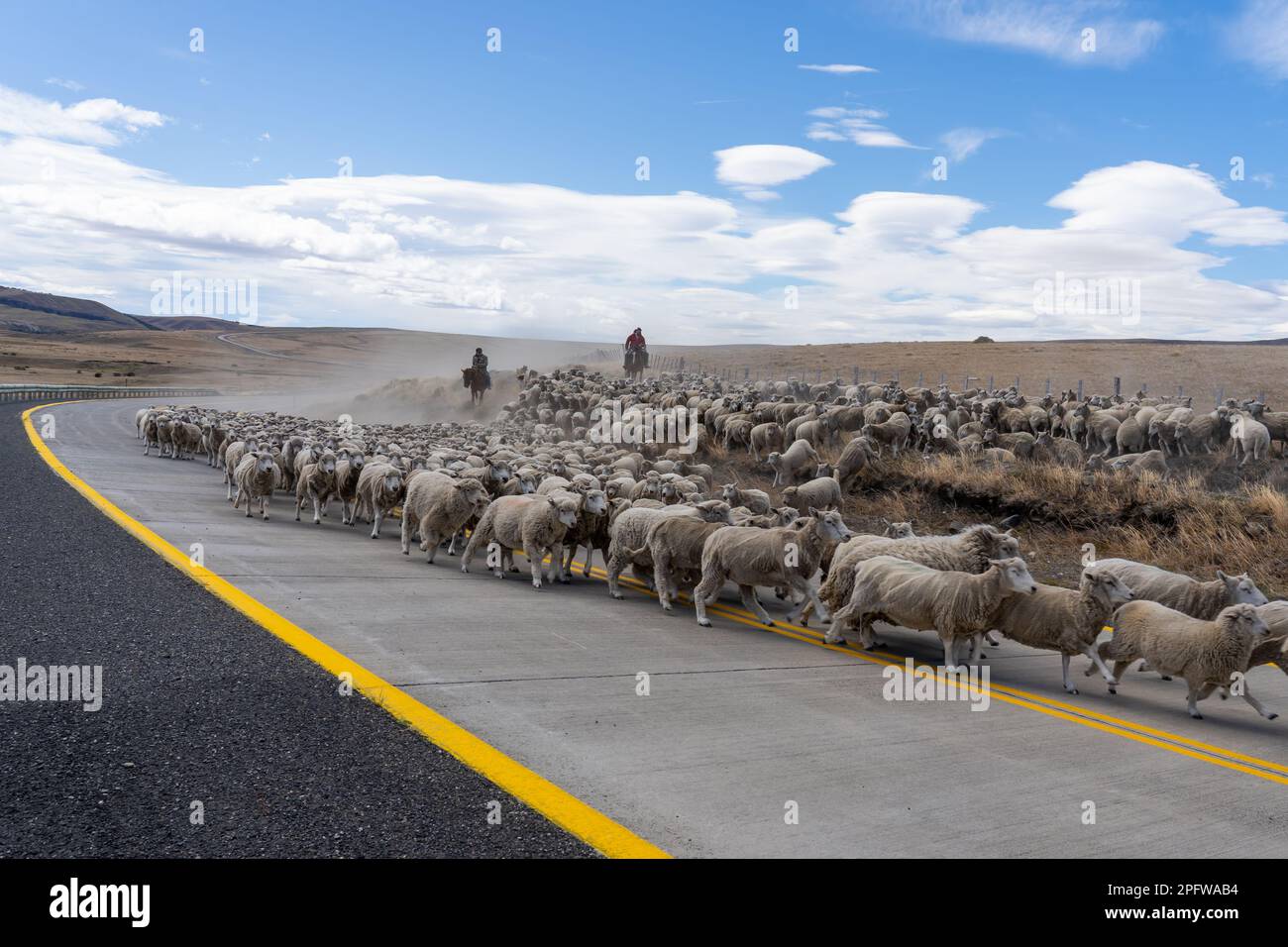 Patagonia, Cile - 6 febbraio 2023: Due pastori a cavallo che guidano una mandria di pecore di nuovo alla fattoria sulla strada che attraversa il deserto di Atacama Foto Stock