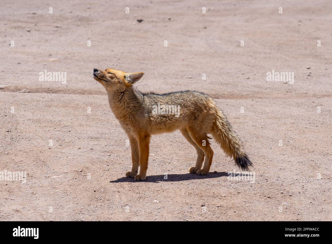 Una volpe di culpeo nella valle della Luna, Cile. Foto Stock